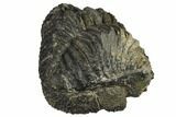 Bumpy, Enrolled Drotops Trilobite - Around #92497-6